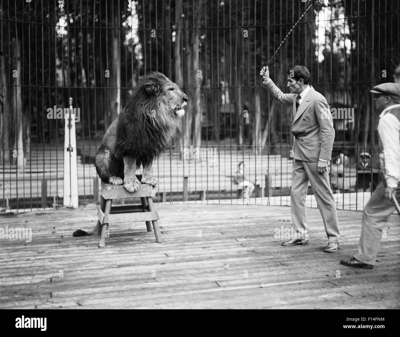 1920S 1930S MAN LION TAMER IN KÄFIG MIT LÖWEN-TRAINING MIT PEITSCHE SCHLAGSTOCK Stockfoto