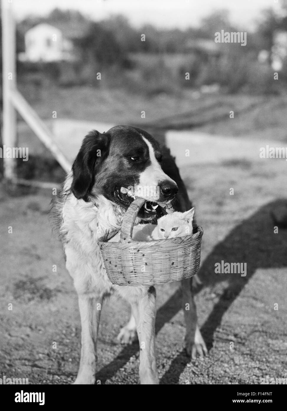 1930ER JAHRE HUND HOLDING KATZE IN STROH KORB IM MUND Stockfoto