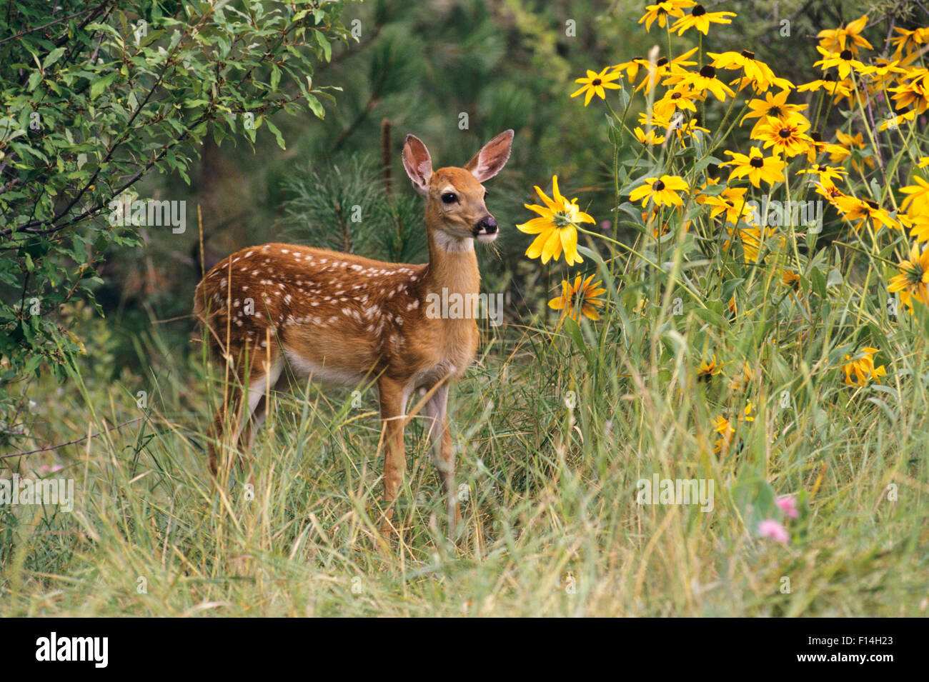 WEIß - ANGEBUNDENE Rotwild FAWN Odocoileus Virginianus IN Feld mit BLACK EYED SUSAN Wildblumen Stockfoto