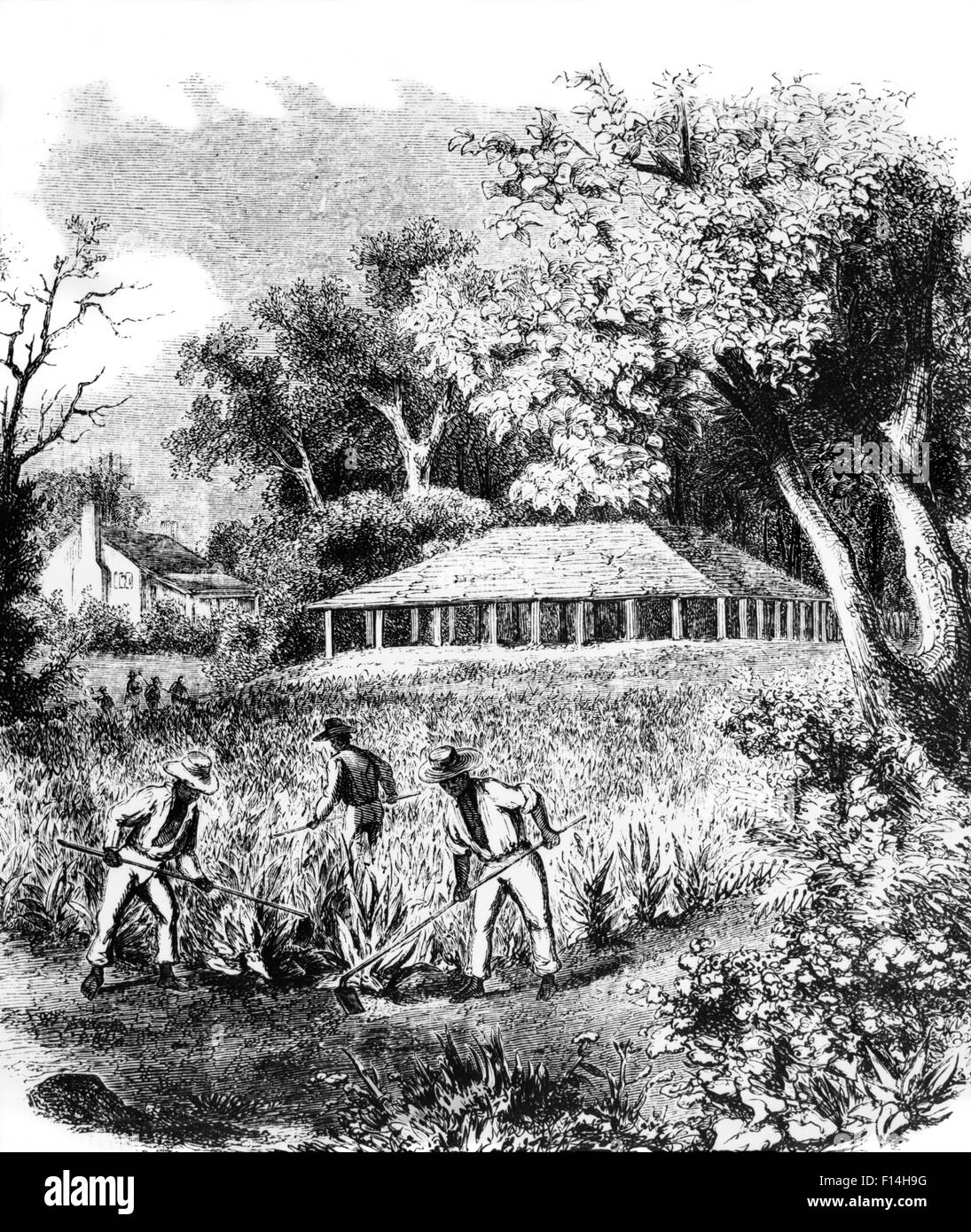 1800 S DREI AFROAMERIKANISCHEN MÄNNERN FELD HAND SKLAVEN PFLEGE ERNTE AUF KOLONIAL- ODER ANTEBELLUM SÜDLICHEN TABAK-PLANTAGE Stockfoto