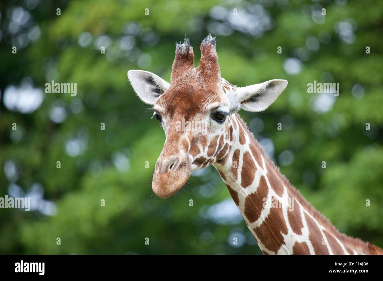 Eine Profil-Seitenansicht eines retikuliert Giraffe Kopf und Hals Stockfoto