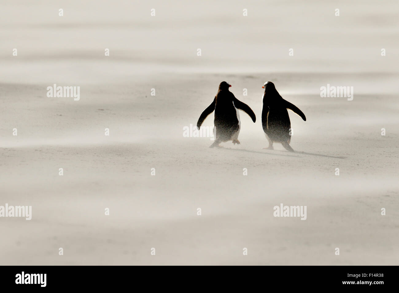 Pinguin seitenansicht Fotos und Bildmaterial in hoher Auflösung Alamy