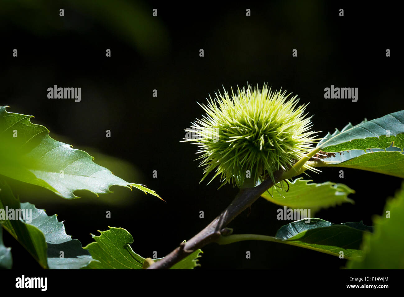 Eine süße Kastanien noch in eine geschlossene Hülle mit Spikes, wächst auf einem Baum in einem Wald. Stockfoto