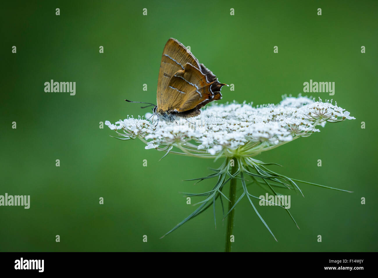 Der kleine braune Zipfelfalter Schmetterling, eine Blume Nektar ernähren Stockfoto