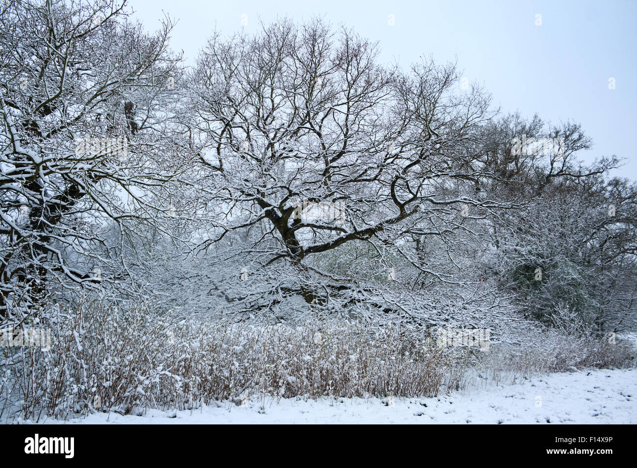 Verschneite Bäume, Hecken und Rasen im Gutspark in Caterham, Surrey, England nach starkem Schneefall Stockfoto