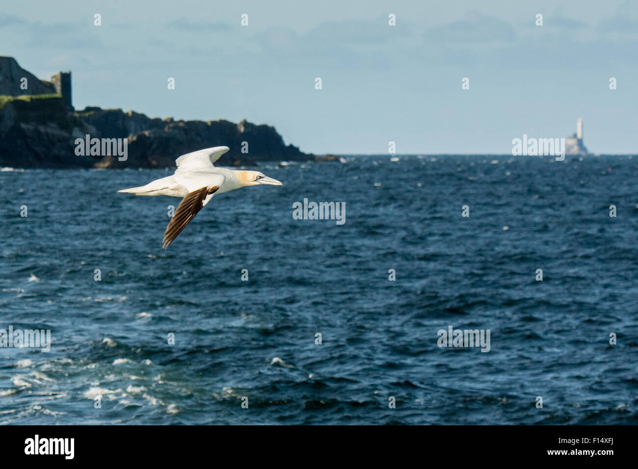 Basstölpel (Morus Bassanus) von Cape Clear Island in West Cork, Irland, mit Fastnet Rock hinter fliegen Stockfoto