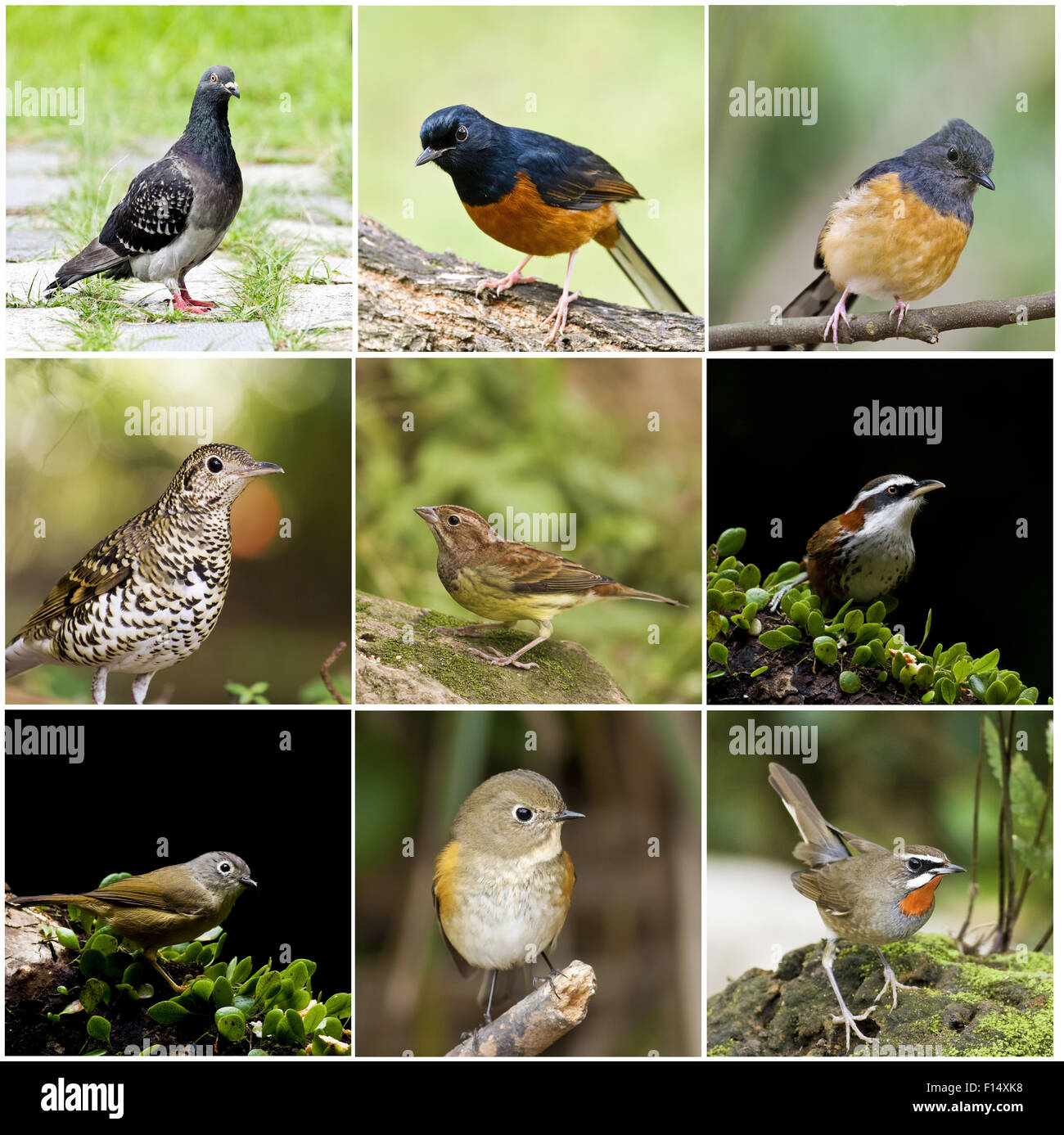 Sammlung von Vögel Barsch an natürlichen habitate Stockfoto