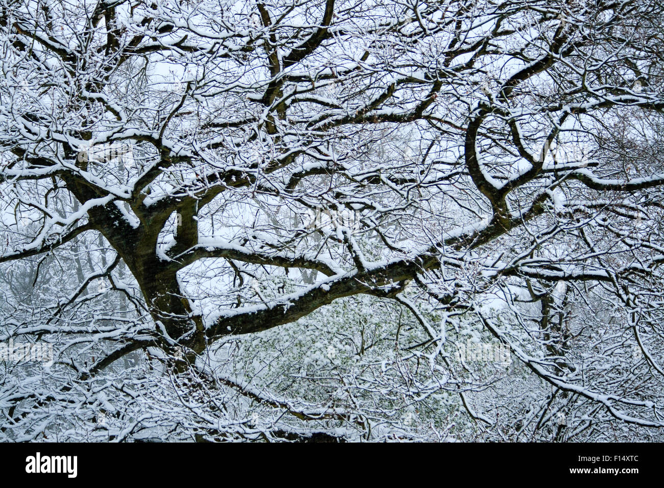 Winter-Szene von Schnee bedeckten Bäume nach starkem Schneefall im Caterham, Surrey, England. Stockfoto