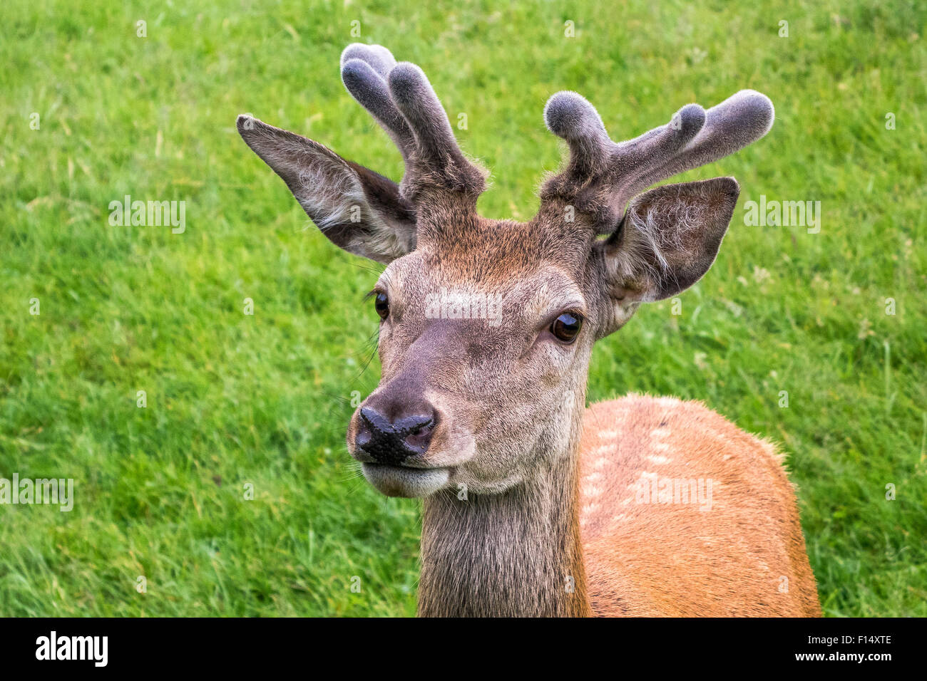 Sika Rotwild (Cervus Nippon) Hirsch UK Stockfoto