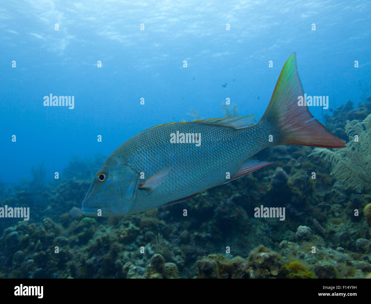 Bunte Fische schwimmen unter Wasser Stockfoto