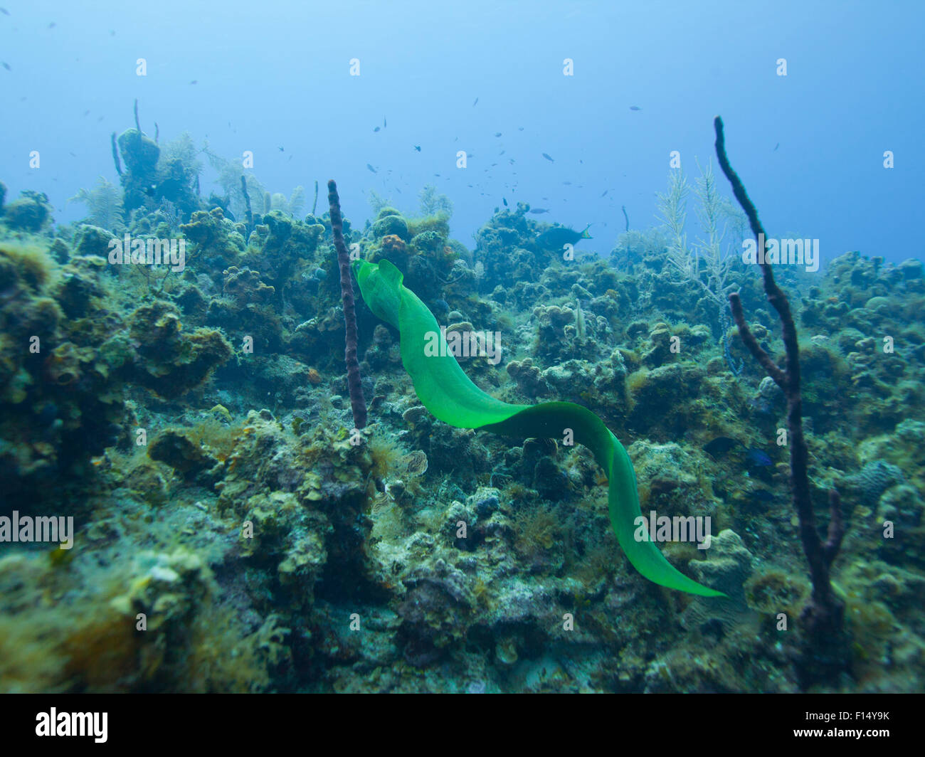 Bunte Aale schwimmen unter Wasser Stockfoto