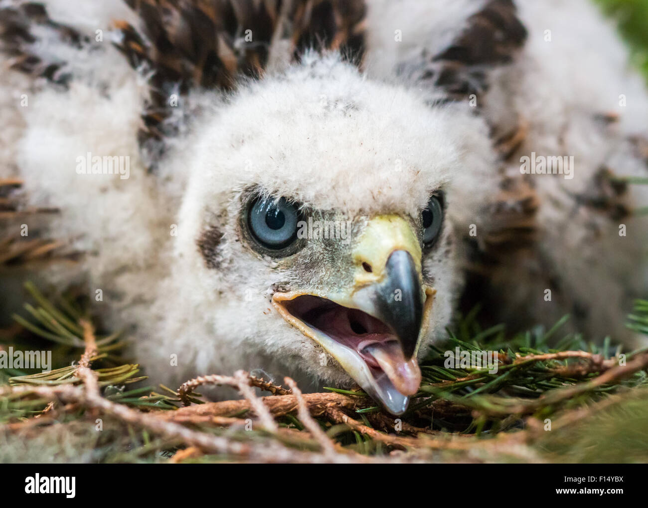 Nördlichen Habicht Küken im Nest Stockfotografie - Alamy