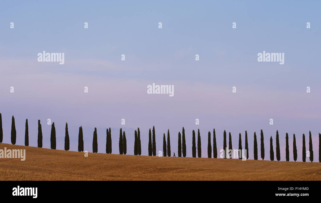 Bäume in einer Reihe in der italienischen Landschaft, Pienza, Toskana, Italien Stockfoto