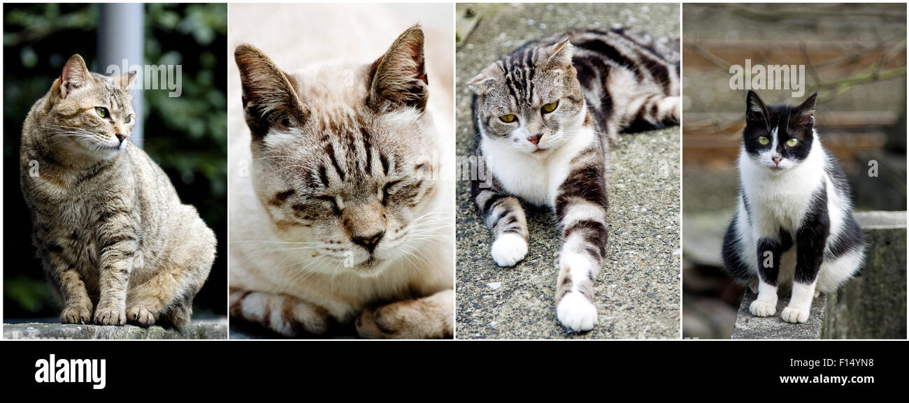 Sammlung von Katze auf der Straße in der Tageszeit Stockfoto