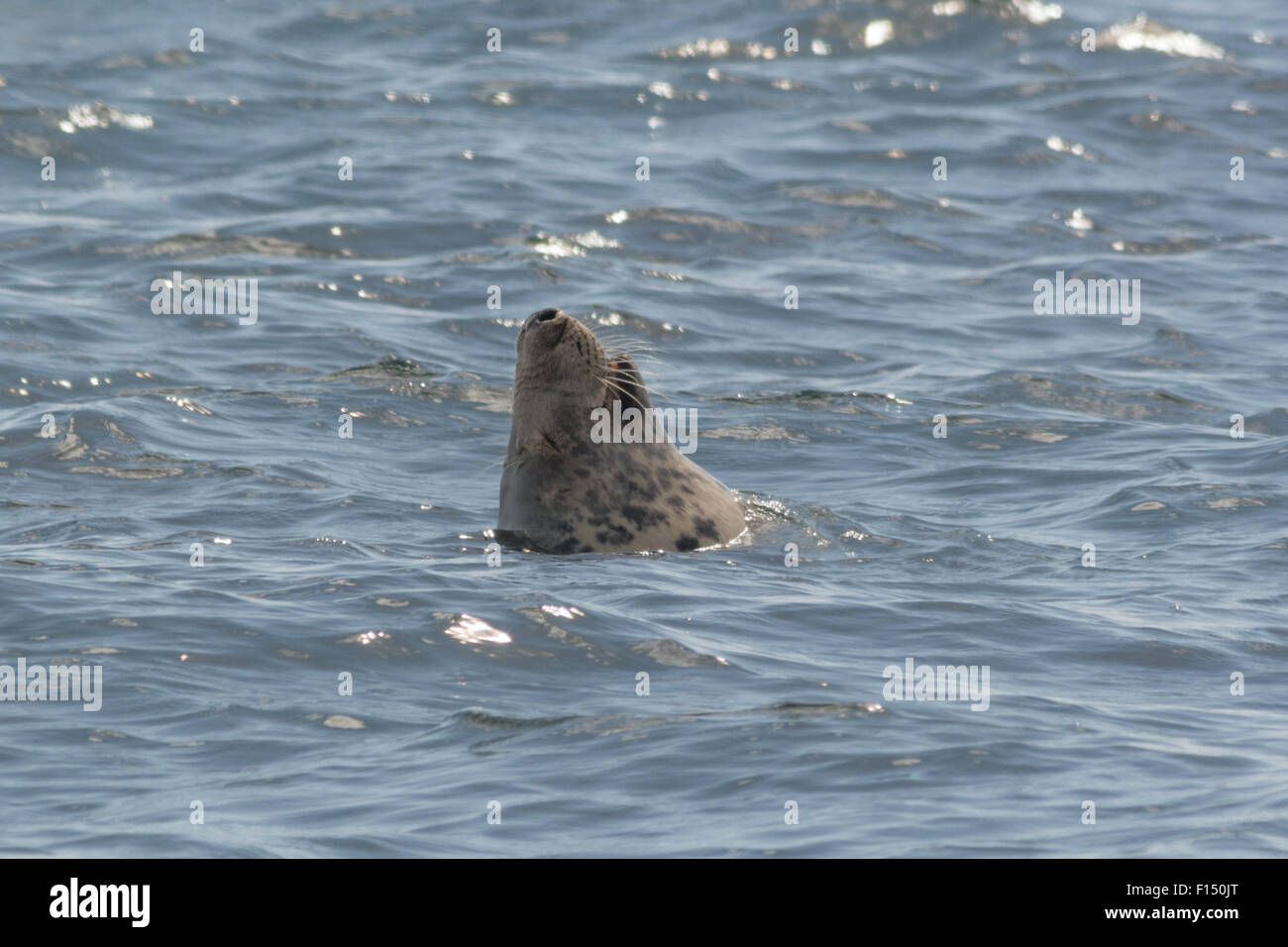 Mousehole, Cornwall, UK. 27. August 2015. Großbritannien Wetter. Dichtung, Sonnenbaden in der warmen Sonne am Mousehole Cornwall. Bildnachweis: Simon Yates/Alamy Live-Nachrichten Stockfoto