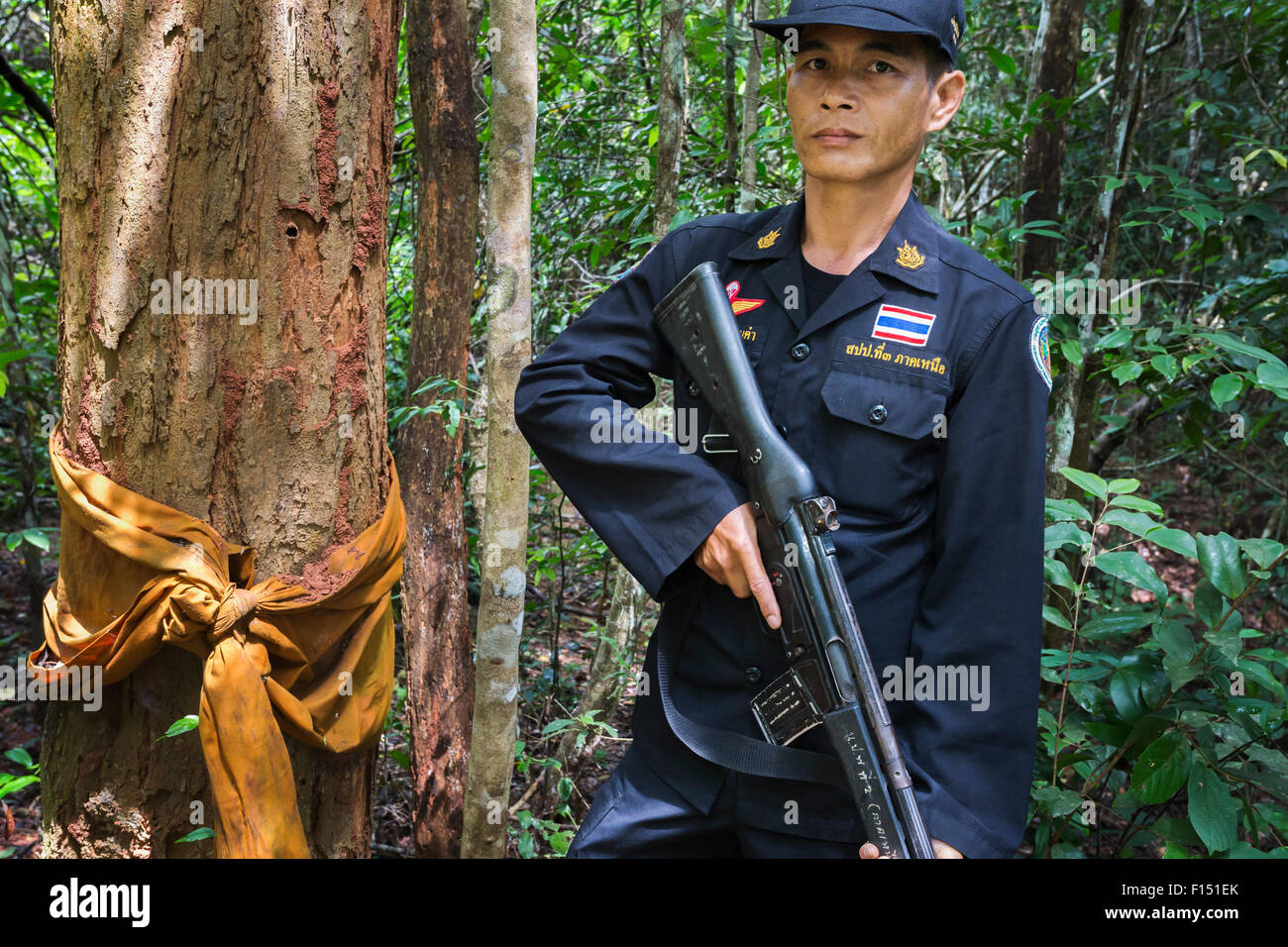 Siam-Rosenholz-Baum (Dalbergia Cochinchinensis) ordiniert von buddhistischer Mönch, mit Wald Guard Thap Lan Nationalpark, Dong Phayayen-Khao Yai Forest Complex, Ost-Thailand, August 2014. Stockfoto