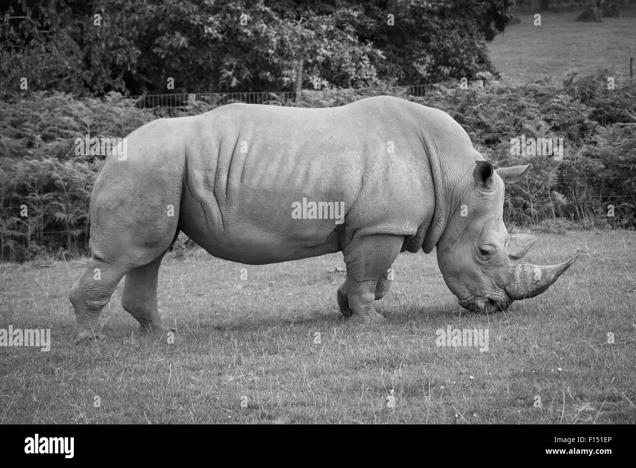 Seitenansicht eines weißen Nashorns Essen Rasen. Stockfoto