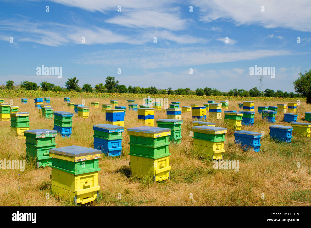 Bienenstöcke in einem Feld Stockfoto