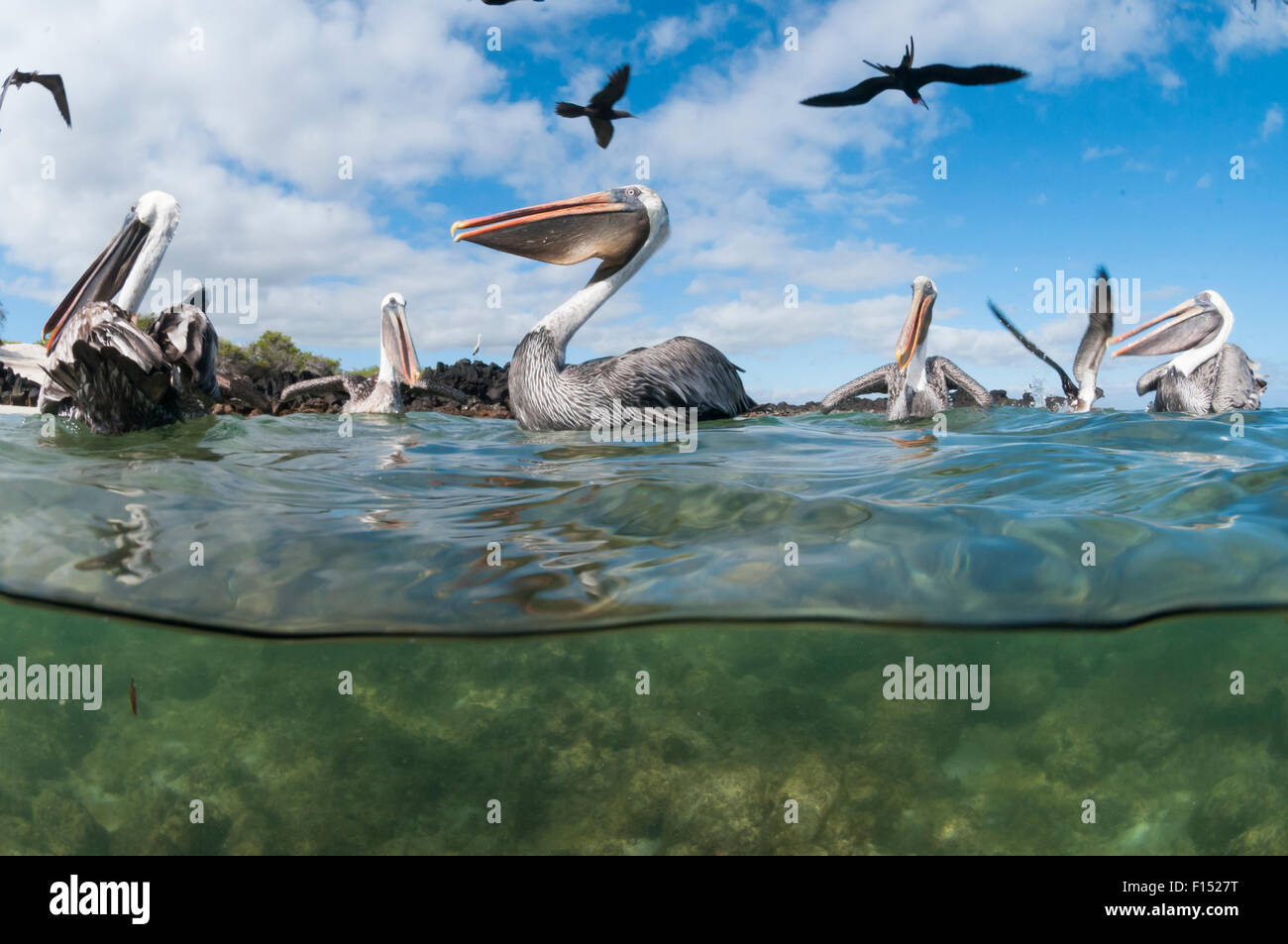 Braune Pelikane (Pelecanus Occidentalis) auf dem Wasser, geteilte Ebene Ansicht, Galapagos Stockfoto