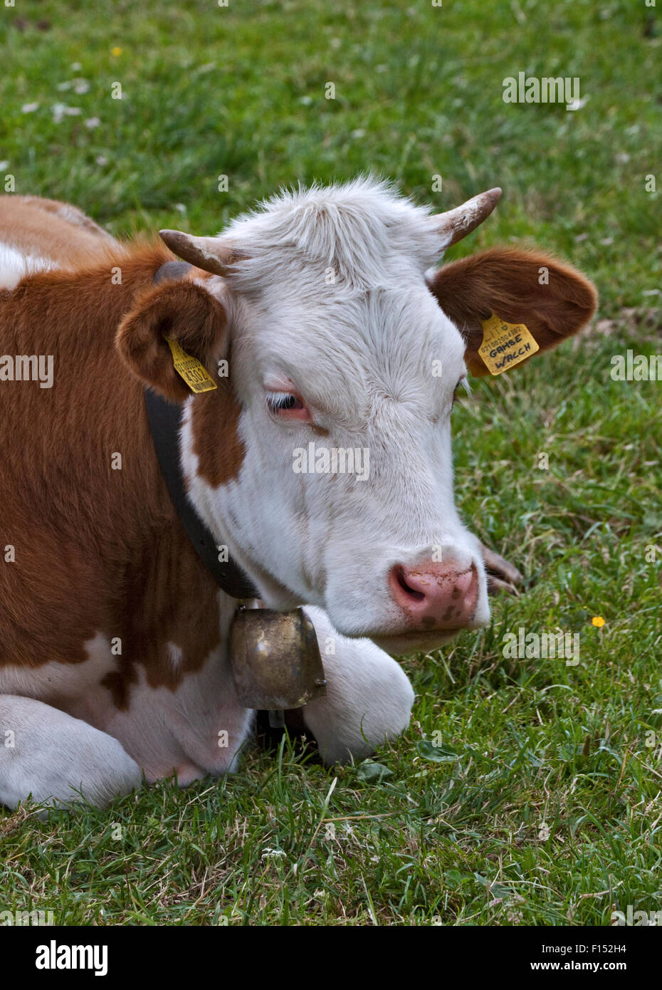 Alpine Kuh mit Glocke, Misurina, Italien Stockfoto