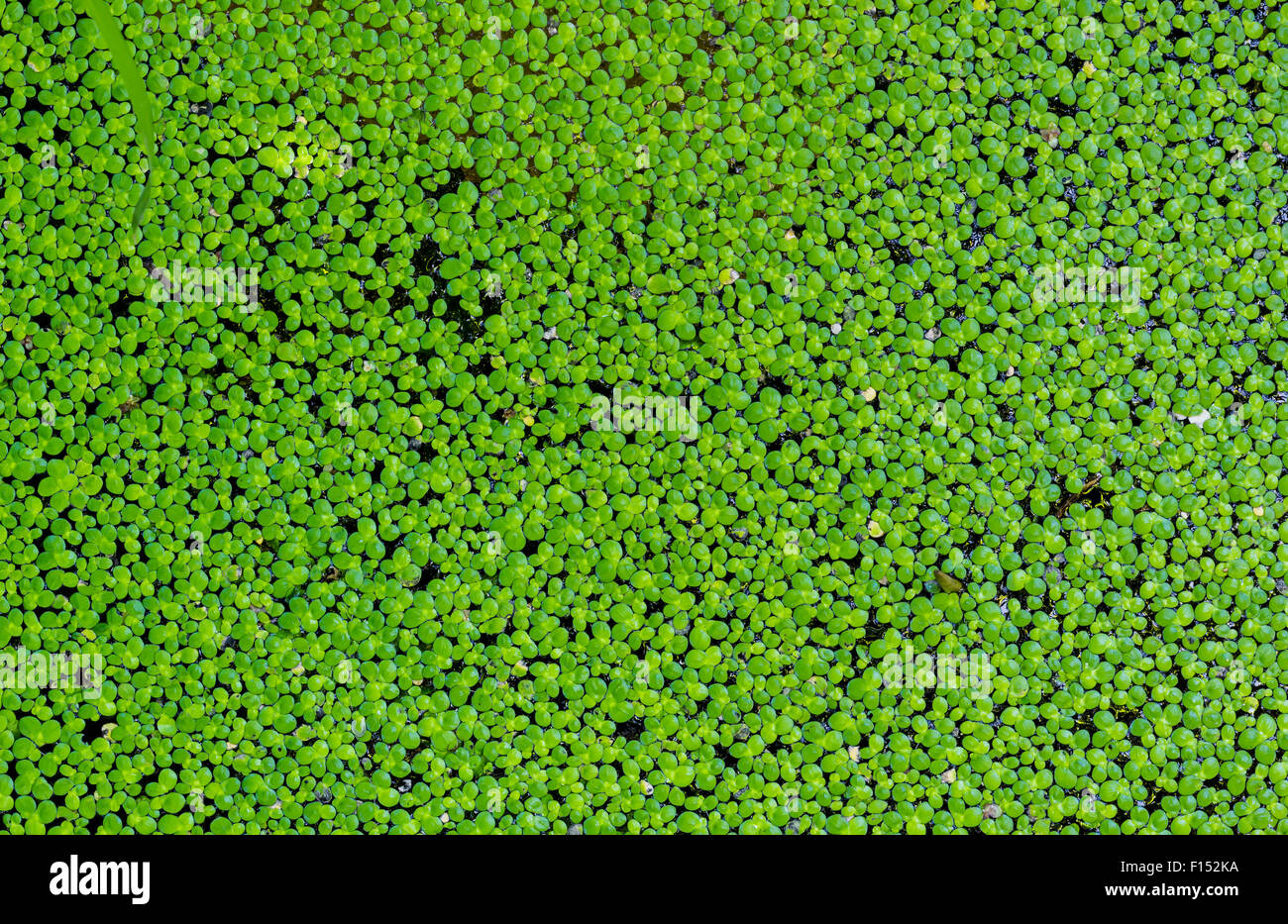 Wasserlinsen im Teich, grüne Natur Hintergrund Stockfoto