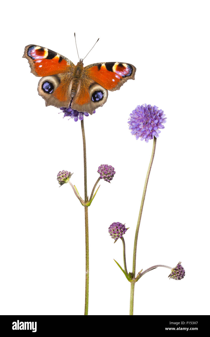 Teufels-Bit Witwenblume (Succisa Pratensis) und Peacock Butterfly (Inachis Io) Peak District National Park, Derbyshire, UK, September. Digital Composite. Stockfoto