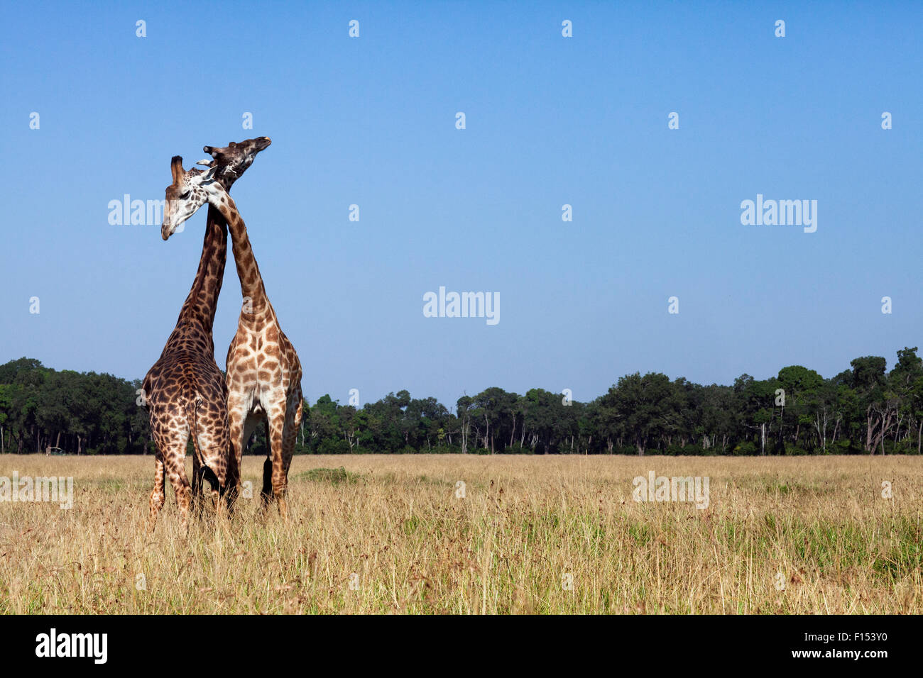 Maasai Giraffe (Giraffa Plancius Tippelskirchi) Männchen Einschnürung. Masai Mara National Reserve, Kenia. Stockfoto