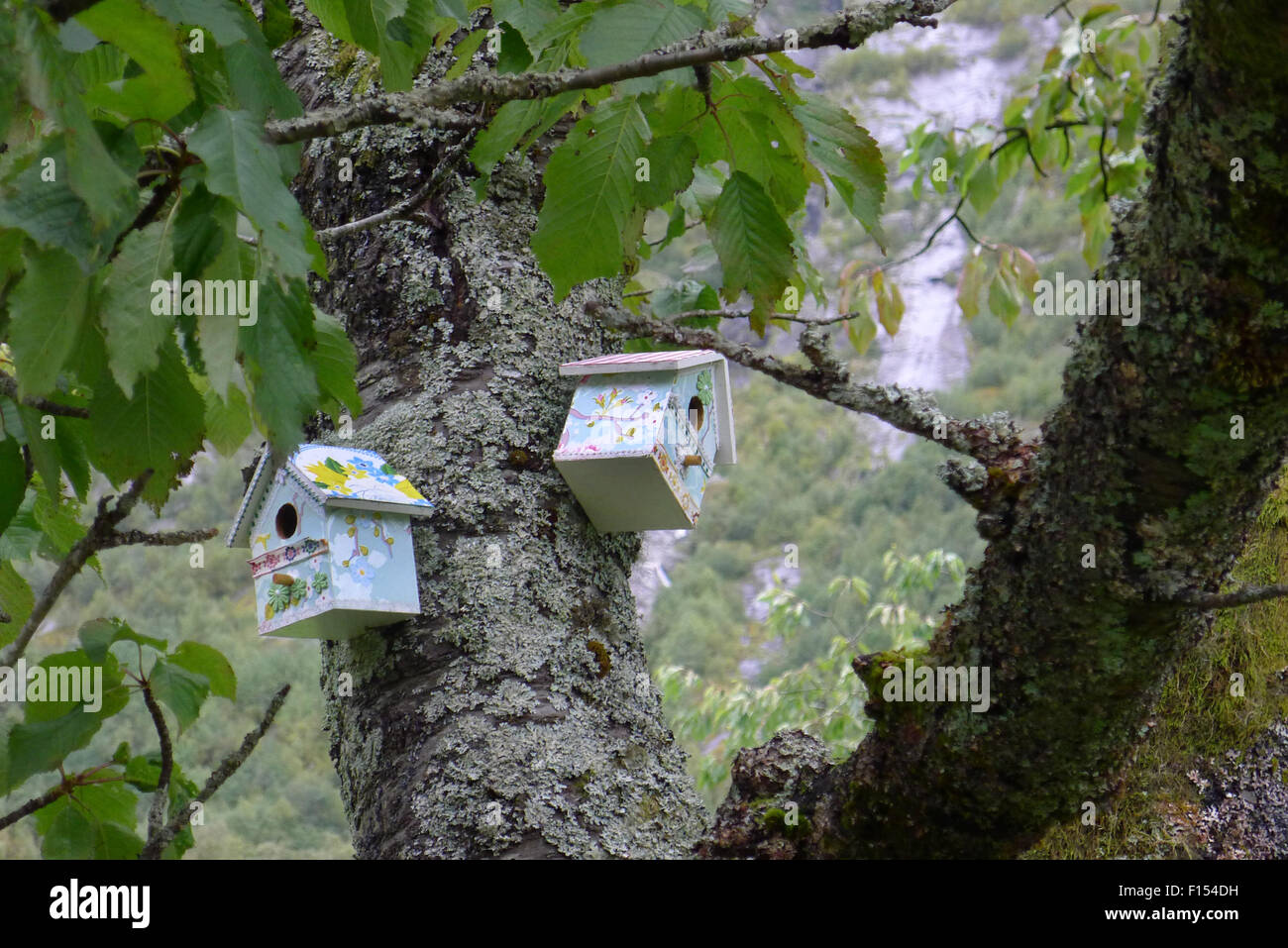 zwei Vogelhäuschen in Baum hängen Stockfoto