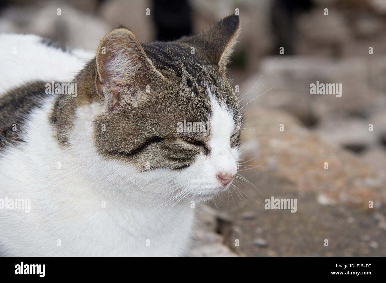 Porträt einer Katze Stockfoto