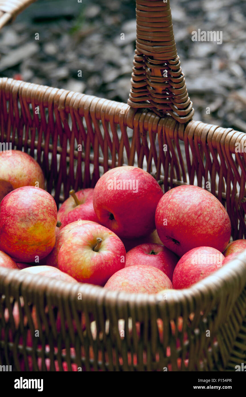 frische rote Äpfel in Kisten von der Ernte Stockfoto