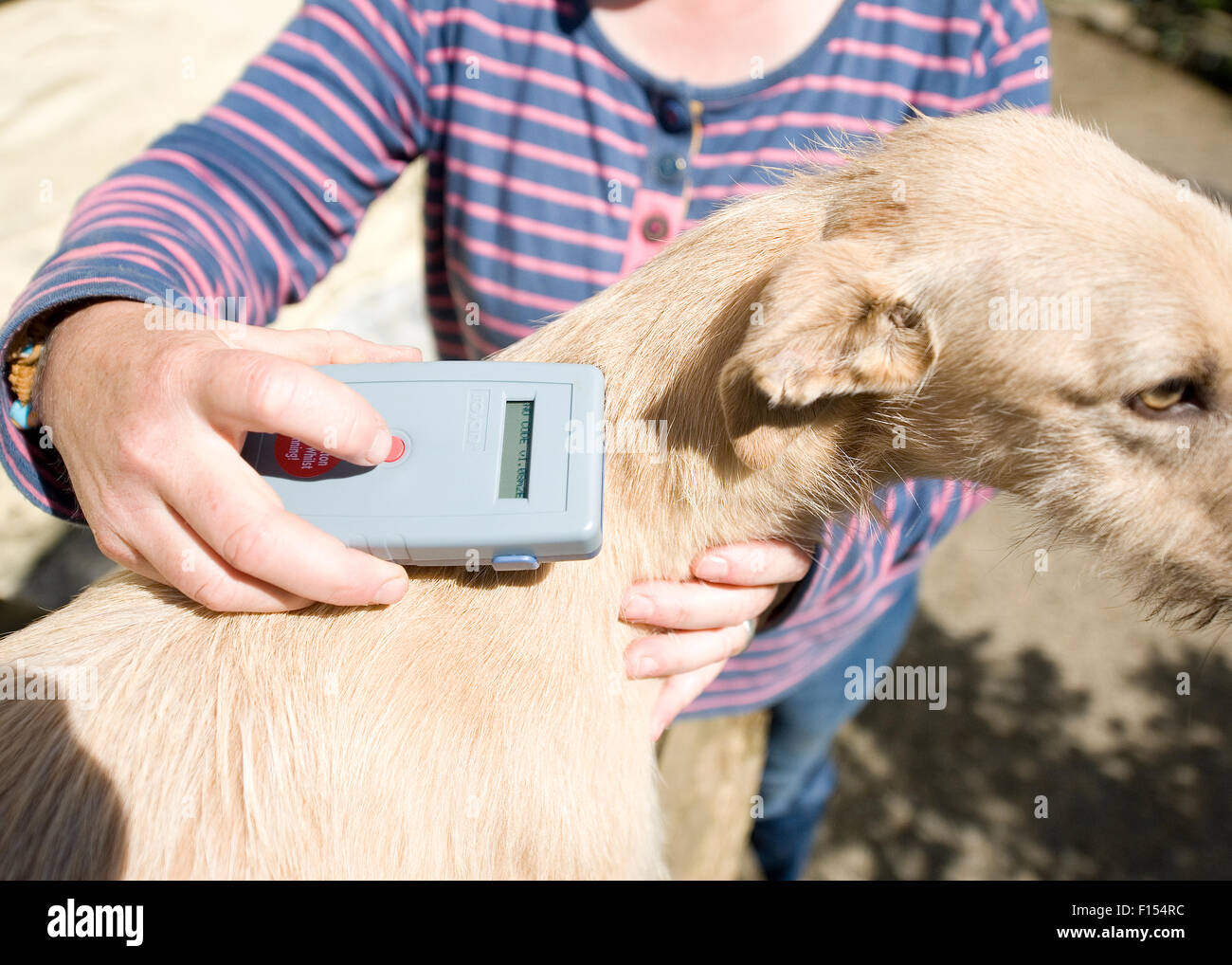 Scannen Ihren Hund für einen Mikrochip Stockfoto