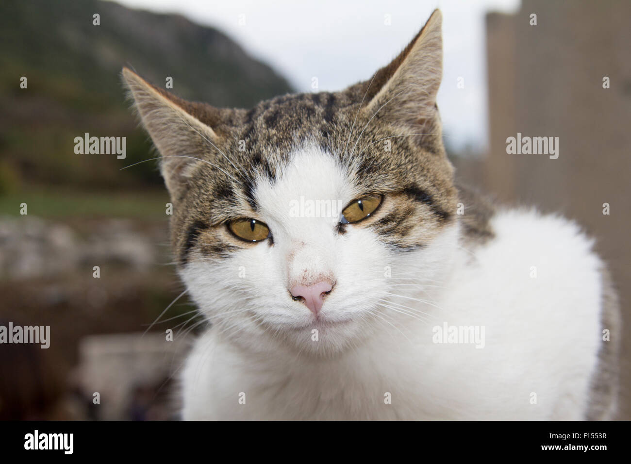 Porträt einer Katze Stockfoto