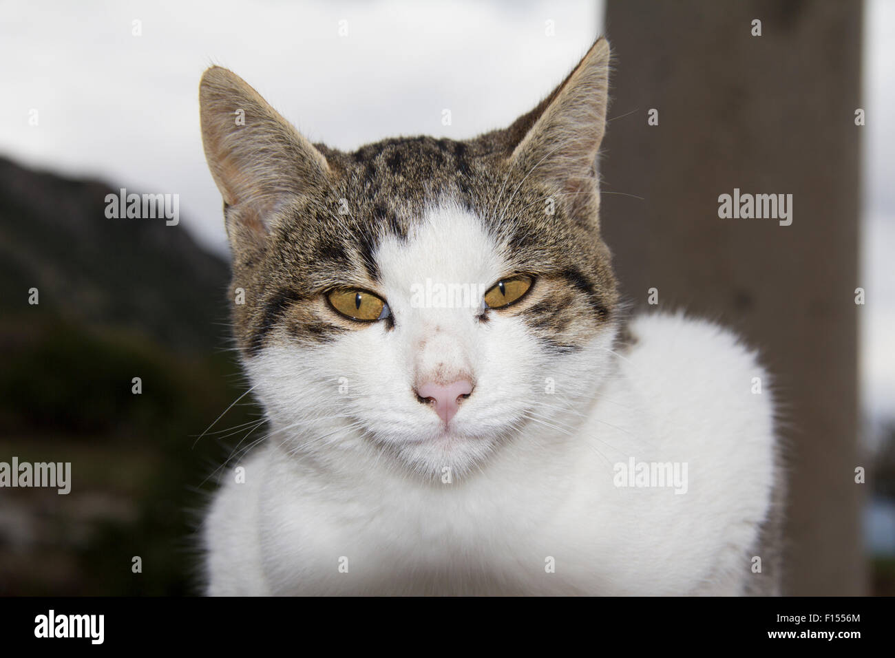 Porträt einer Katze Stockfoto