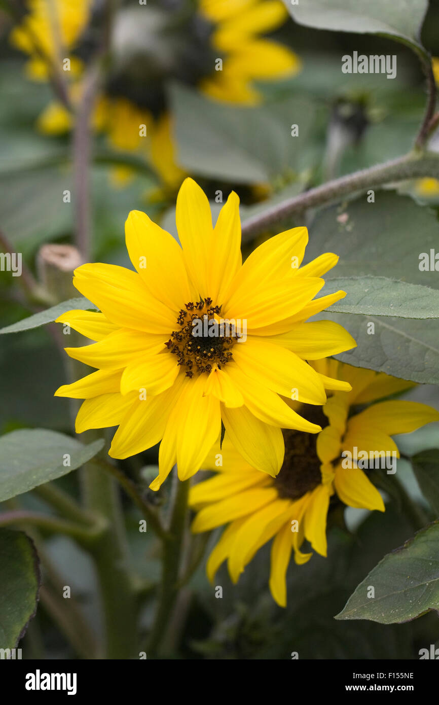 Helianthus 'Choco Sun' Blumen. Stockfoto