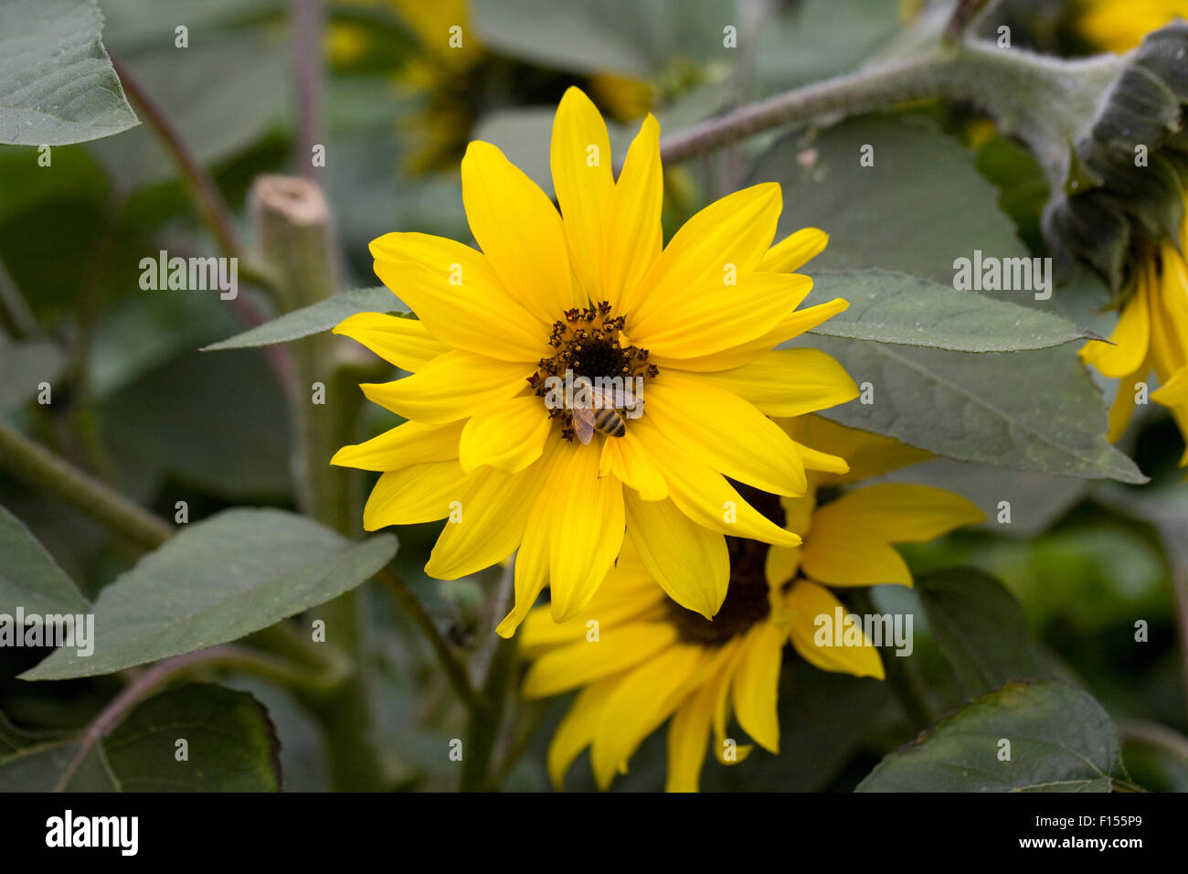 Honigbiene auf Helianthus 'Choco Sun' blühen. Stockfoto