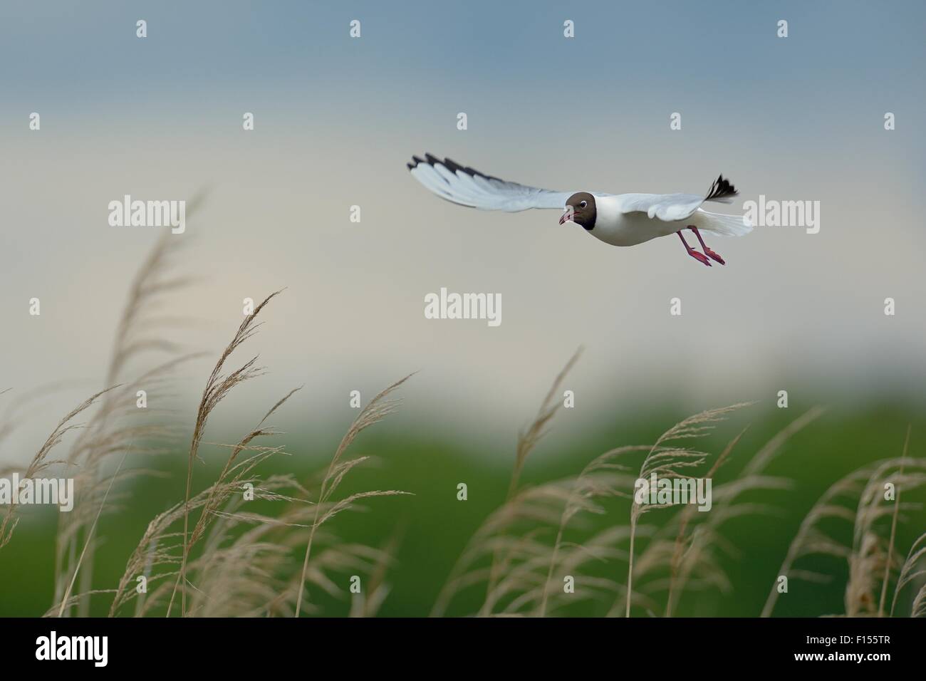 Lachmöwe (Chroicocephalus Ridibundus) während des Fluges über dem Schilf, Parc Naturel regional De La Brenne / regionaler Naturpark Brenne, Frankreich, April Stockfoto