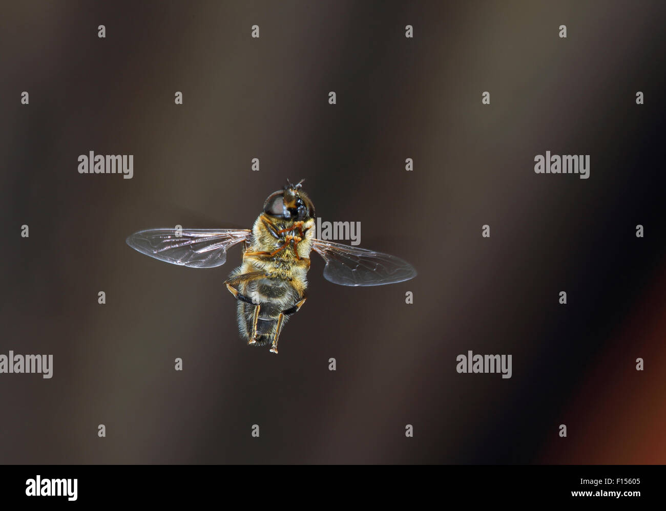 Hoverfly / Drohne fliegen (Eristalis Tenax) männlichen schweben, auf der Suche nach Weibchen. Surrey, England, April. Stockfoto