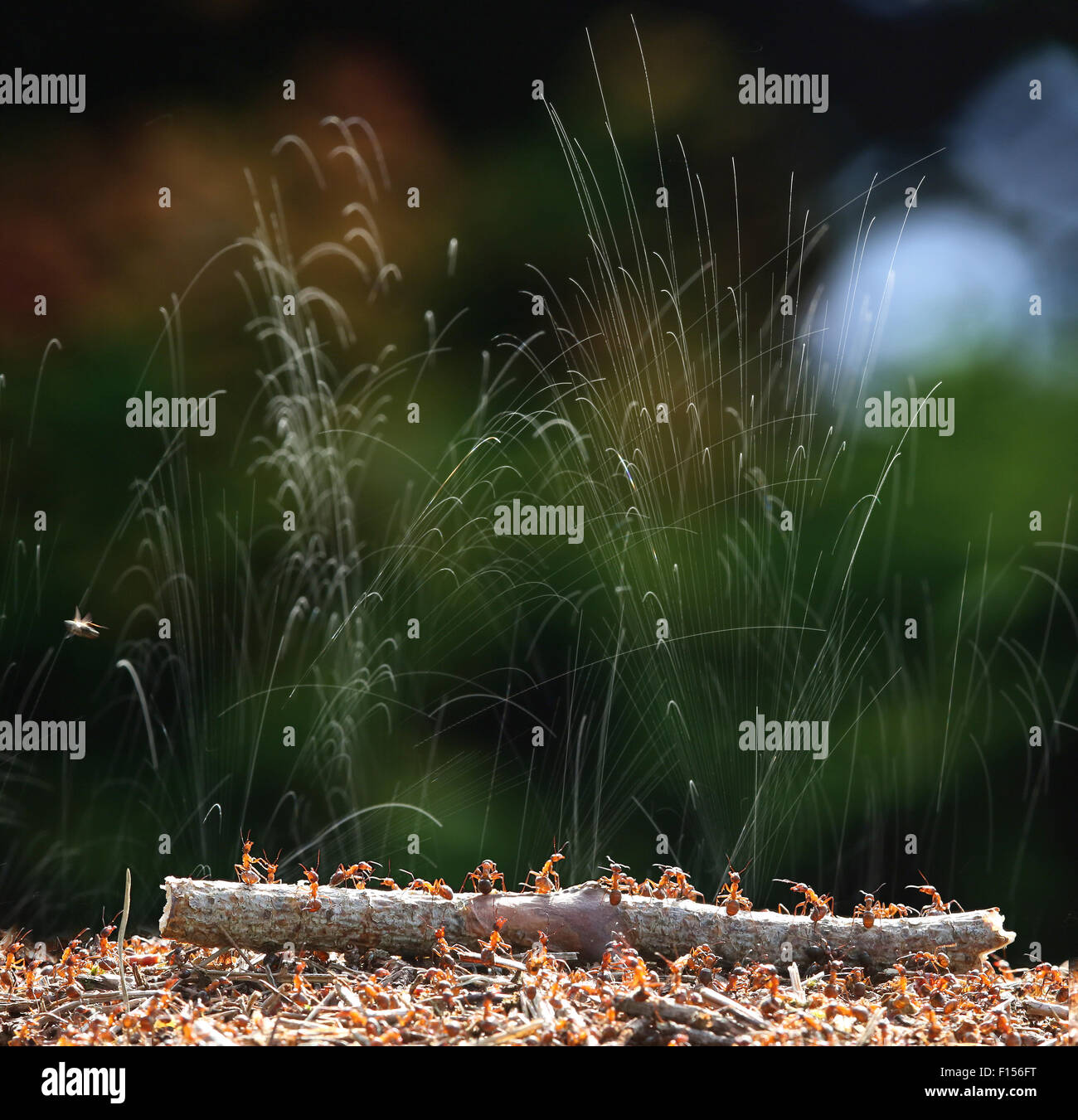 Waldameisen (Formica Rufa) jetten Ameisensäure um ihr Nest zu schützen. Surrey, England, Juni. Digital Composite. Stockfoto