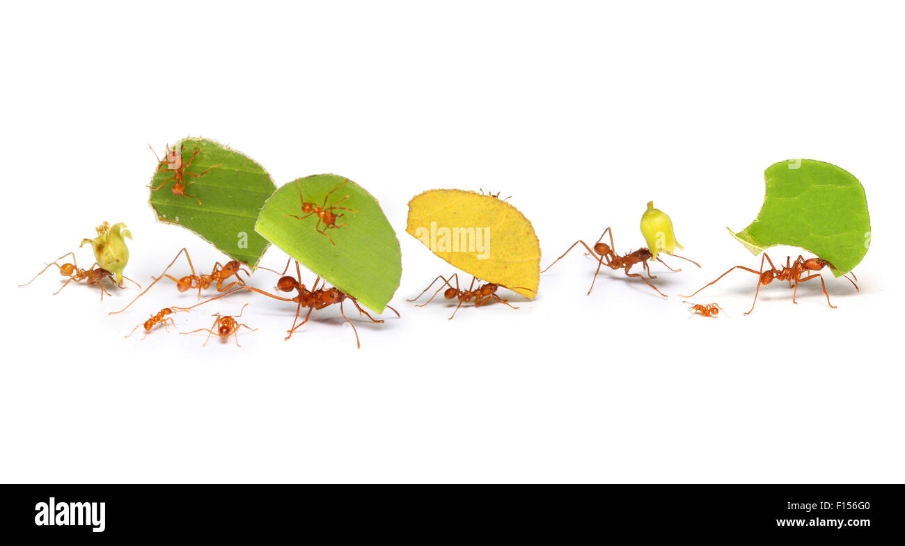 Blatt-Cutter Ameisen (Atta Cephalotes) auf weißem Hintergrund, mit Blatt-Abschnitte und Blütenköpfchen. Tobago, West Indies. Digital Composite. Stockfoto
