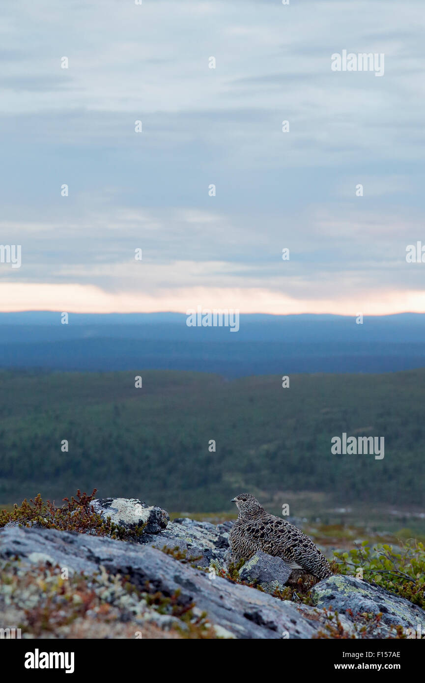 Alpenschneehuhn (Lagopus Mutus) im Sommer Gefieder in Lebensraum, Ivalo, Finnland, Juni Stockfoto