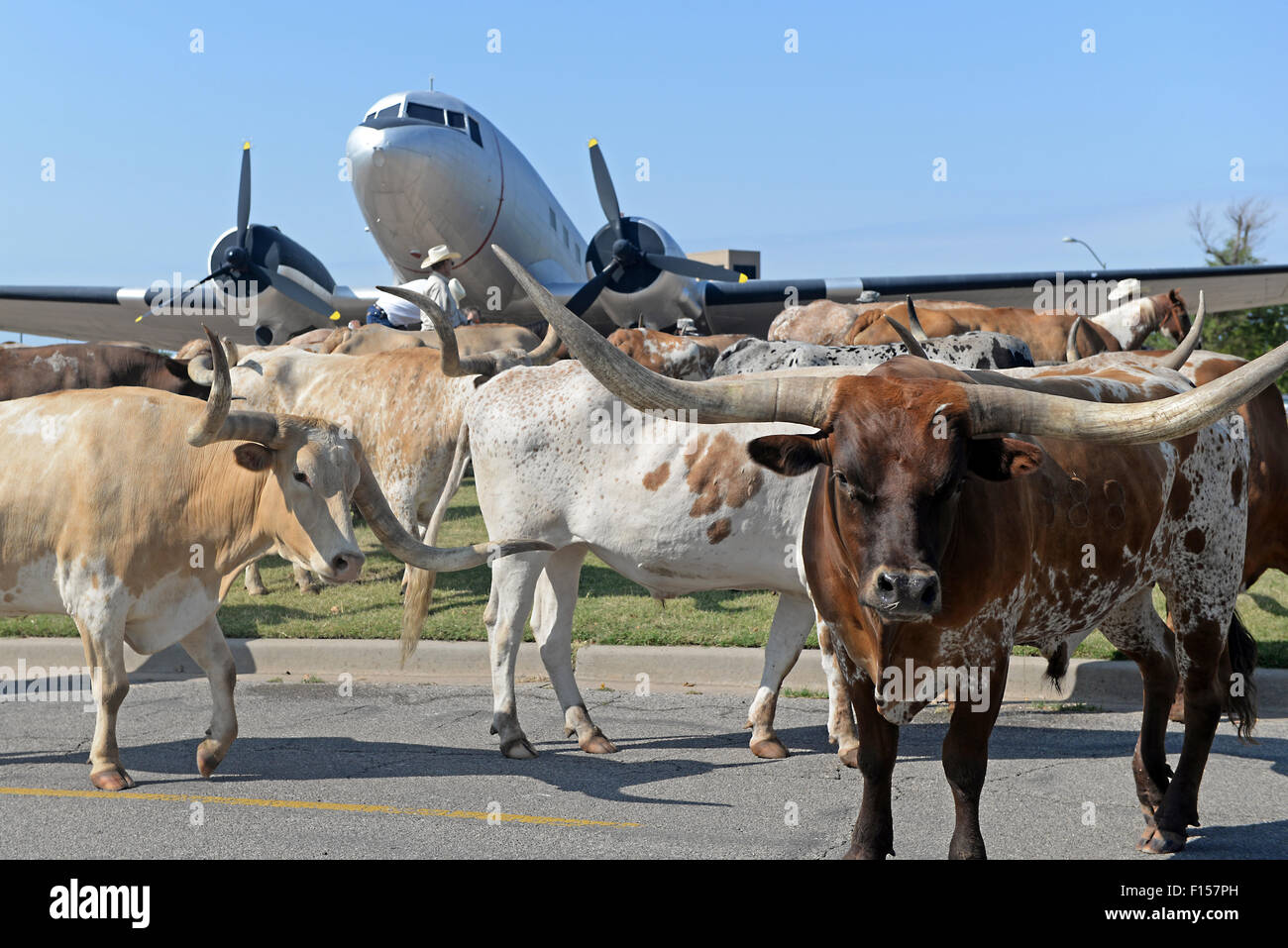 Eine Herde von Longhorn Rindern übergeben Sie eine statische Anzeige eines c-47 Skytrain-Flugzeugs während der jährlichen Vieh Altus Air Force Base Laufwerk 20. August 2015 Altus, Oklahoma. Der Almabtrieb startete der 38th Annual Great Plains Stampede Rodeo. Stockfoto