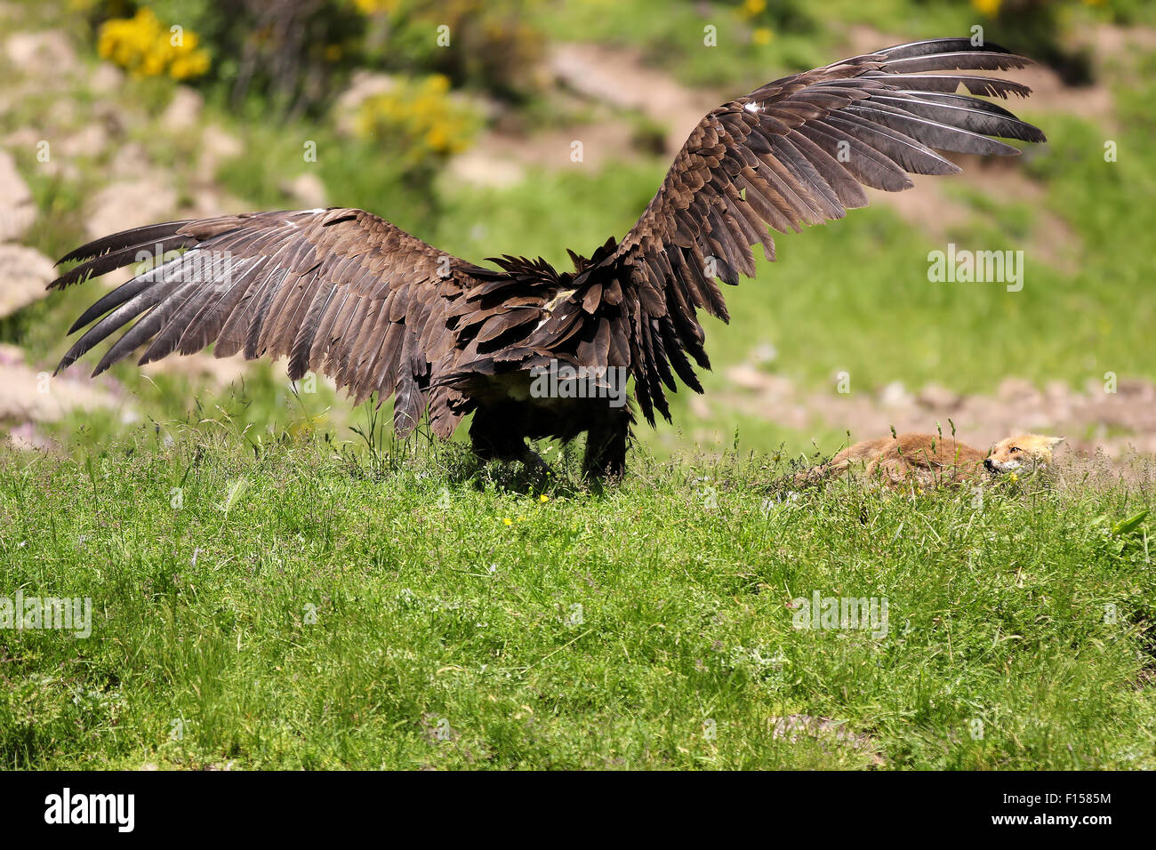 Cinereous (eurasischen) Mönchsgeier (Aegypius Monachus) ist mit einem Stand aus mit einem Rotfuchs (Vulpes Vulpes) Stockfoto