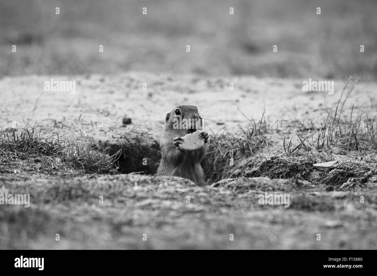 Europäischer Ziesel (Spermophilus Citellus) Stockfoto