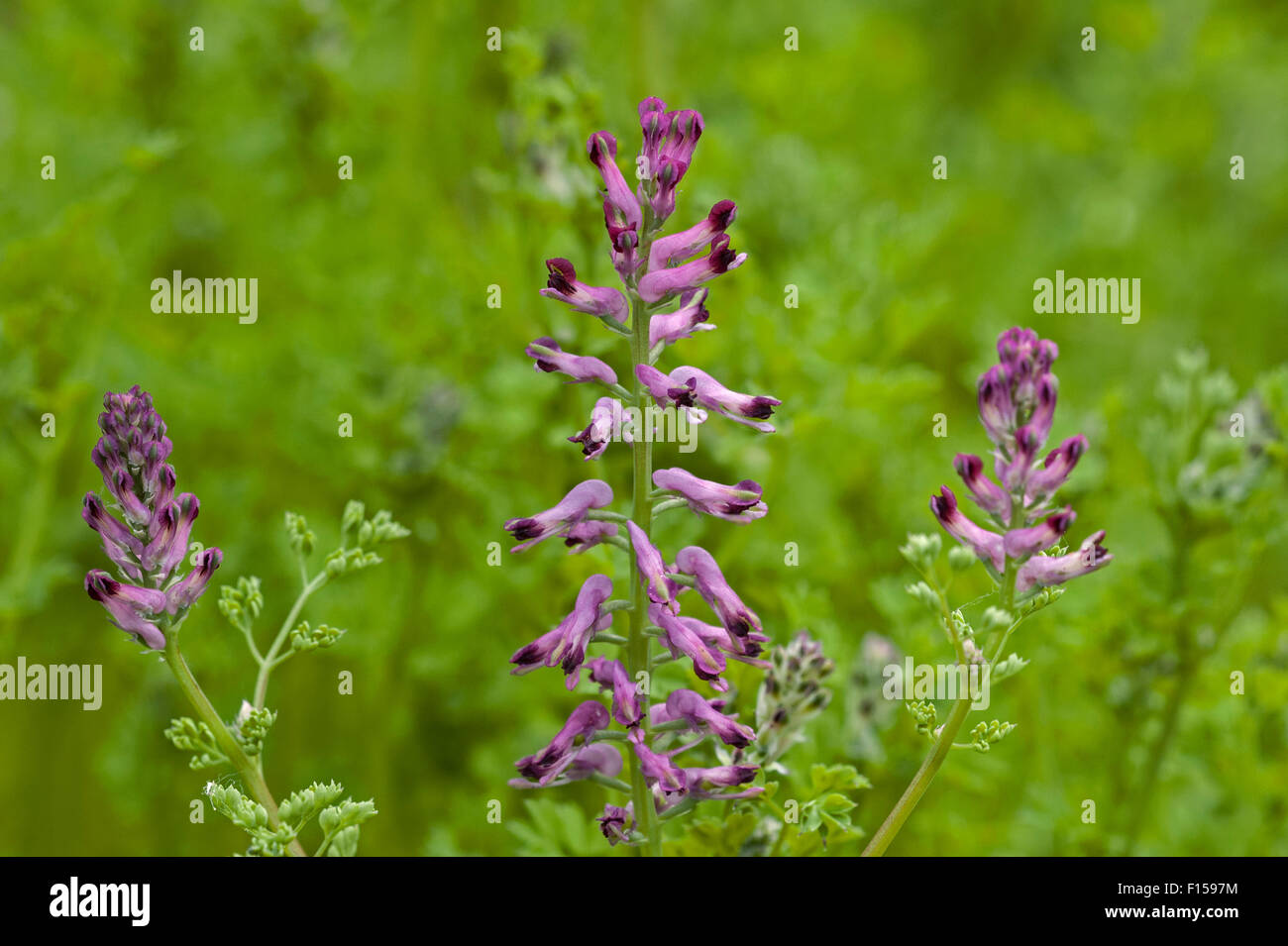 Gemeinsamen Erdrauch / Erde Rauch (Fumaria Officinalis) in Blüte Stockfoto