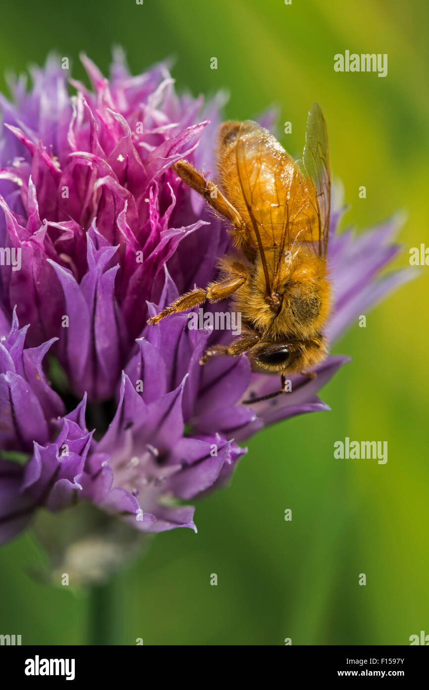 Italienische Cordovan Biene (Apis Mellifera Ligustica), Unterart der westlichen Honigbienen sammeln Nektar von Blühende Schnittlauch Stockfoto