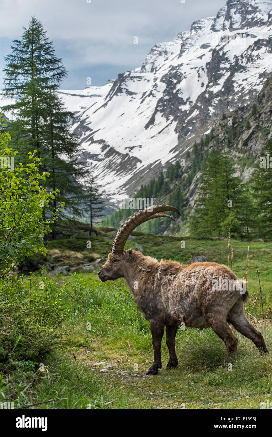 Männlichen Steinböcke (Capra Ibex) auf Nahrungssuche im Valsavarenche Tal in den Graian Alpen im Frühjahr, NP Gran Paradiso, Italien Stockfoto