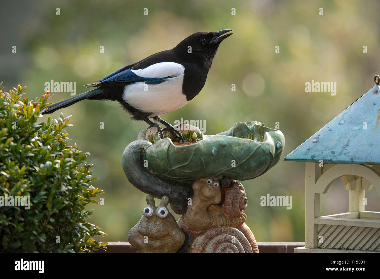 Eurasische Elster / Europäische Elster / gemeinsame Elster (Pica Pica) Trinkwasser von Vogeltränke im Garten Stockfoto