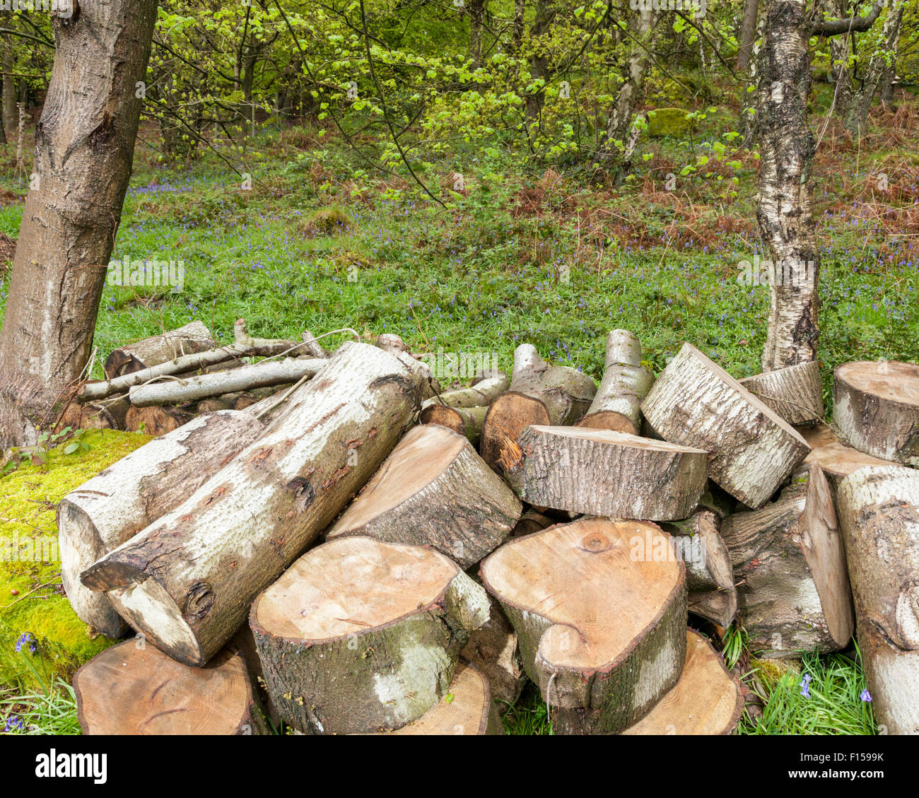 Ein kleiner Haufen Holz gesägt Protokolle in Wäldern, Derbyshire, England, Großbritannien Stockfoto
