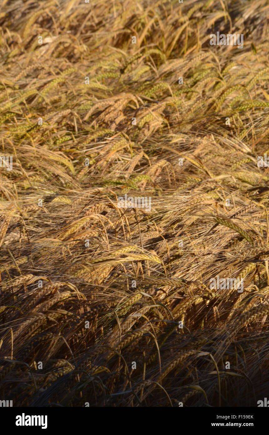 Getreide, England Stockfoto