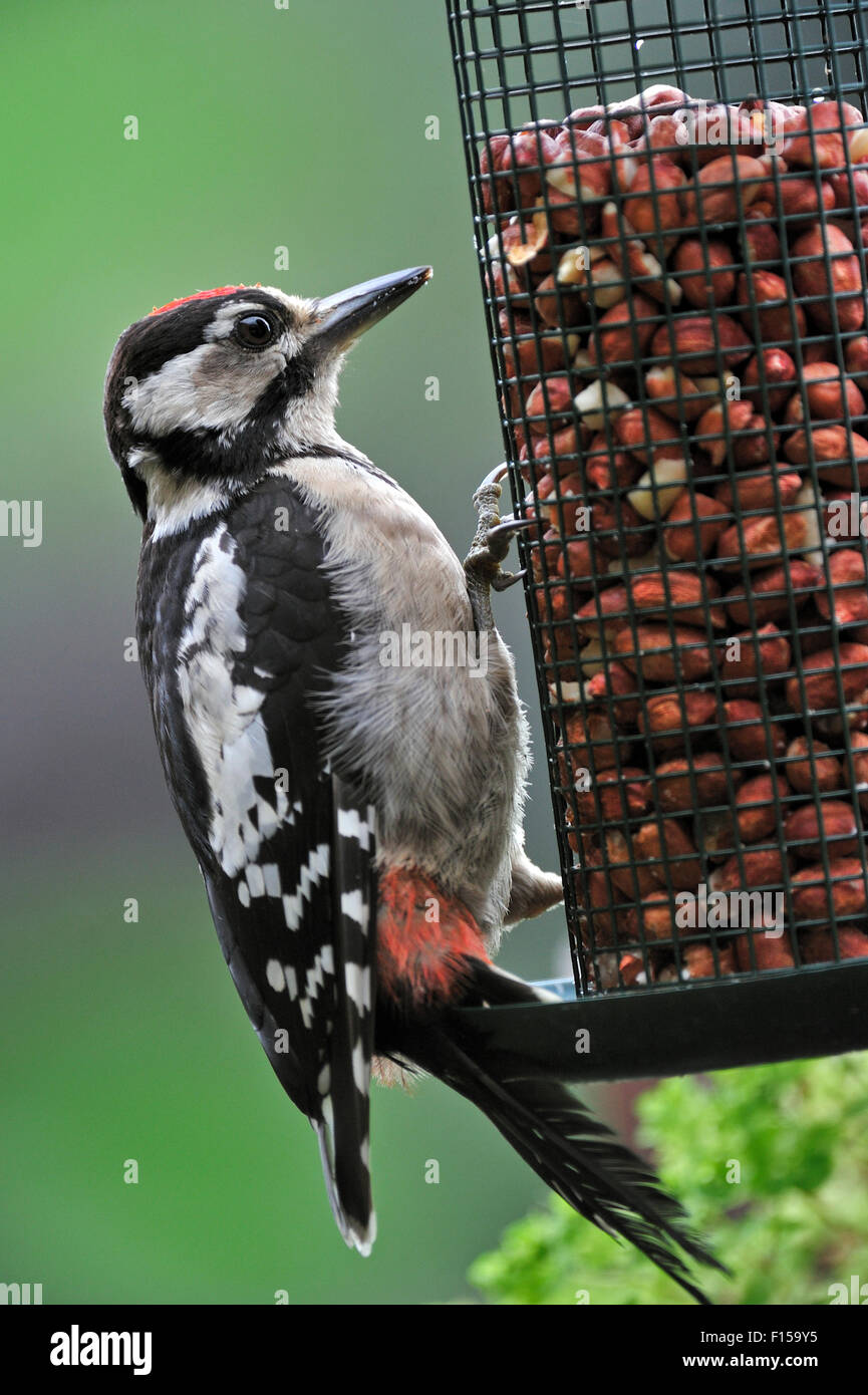 Buntspecht / größere Spotted Woodpecker (Dendrocopos großen) Juvenile